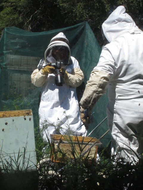 Melbourne, Australia - I'm in the bee suit with the camera, photographing Avi Olshina collecting frames of honey in his backyard hives - photo by Nicki Agron