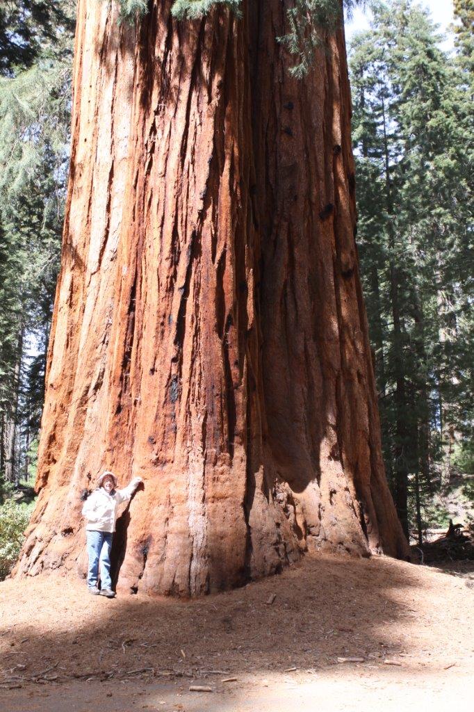 at the base of a medium-sized giant Sequoia on April 1, 2015, during the epic California drought